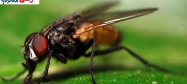 شركة مكافحة الذباب بالقصيم