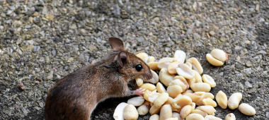 شركة مكافحة الفئران بضرما