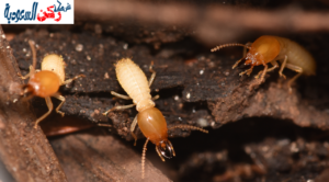 مكافحة النمل الأبيض بالقصيم
