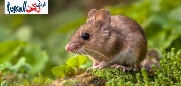 شركة مكافحة الفئران بحائل