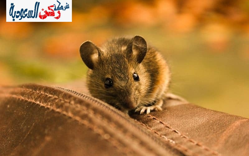 شركة مكافحة الفئران بحائل