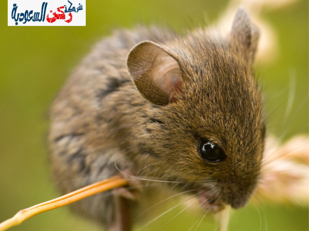 شركة مكافحة الفئران بحائل