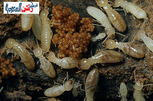 شركة مكافحة النمل الأبيض بالقصيم