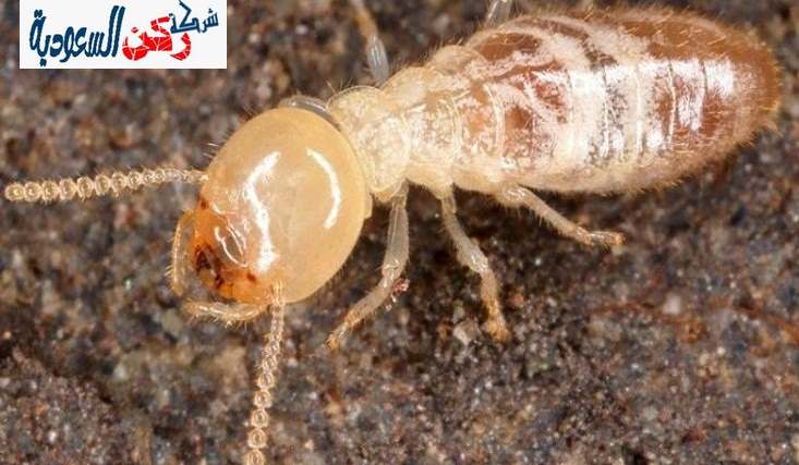 شركة مكافحة النمل الأبيض بالقصيم