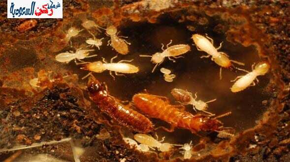 شركة مكافحة النمل الأبيض بالقصيم