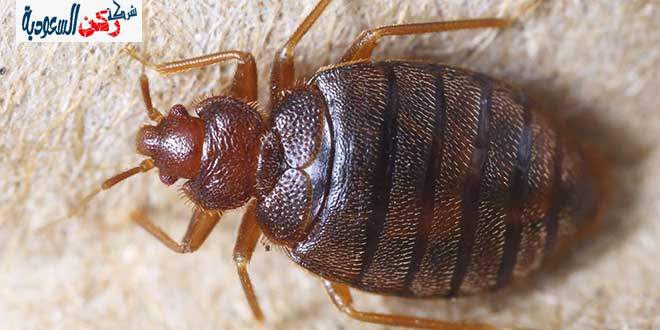شركة مكافحة بق الفراش بالقصيم